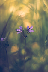 spring flowers in the forest