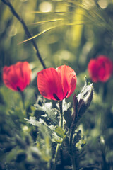 red poppy flowers
