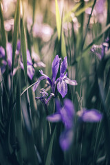 purple flowers in the garden