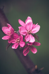 pink and white flower