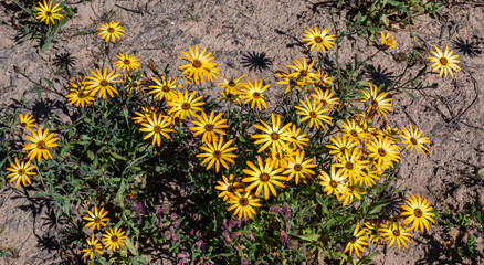Closeup of yellow daisies in Namaqualand, South Africa