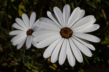 Closeup of a white daisy in Namaqualand, South Africa
