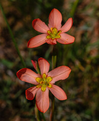 Closeup of two orange iris wildflowers in Namaqualand, South Africa
