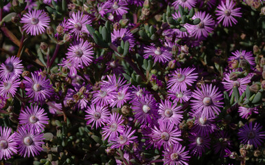 Closeup of purple vygie wildflowers in Namaqualand, South Africa
