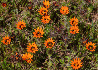 Closeup of orange beetle daisies in Namaqualand, South Africa
