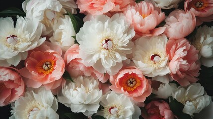Closeup top view of a beautiful bouquet of blooming peonies in soft pink and white hues, lush floral arrangement