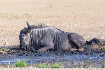 Fototapeta premium Blue Wildebeest or Brindled Gnu (Connochaetes taurinus) mudbathing to rid itelf of parasites, Kglagadi Transfrontier Park, Kalahari, South Africa