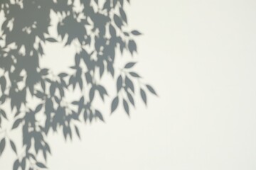 Leaf Shadows on a White Wall