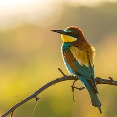 A colorful bird perched