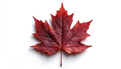 Vibrant crimson maple leaf, isolated against white background.  A detailed, top-down view showcases the intricate venation and autumnal hues of the leaf