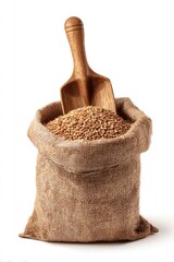 Whole wheat grains in burlap sack with wooden scoop