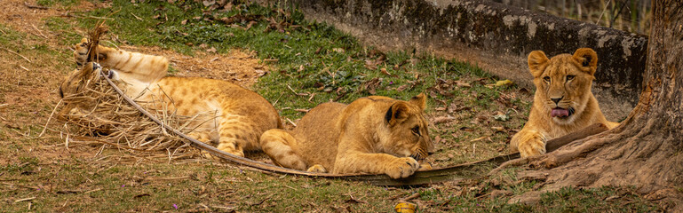 Young lion cubs  in the Sao Paulo Zoo, in Brazil