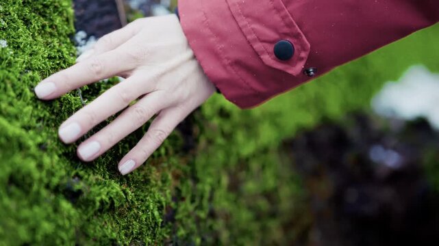 Lush green moss on wet log in forest 