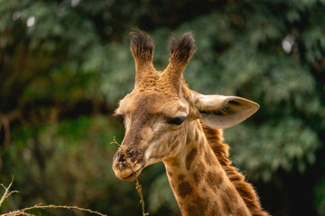Close up from a giraffe in the Sao Paulo Zoo, in Brazil