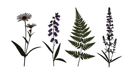 Botanical silhouettes of wildflowers and fern showing delicate floral details vector © Runa
