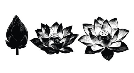 Detailed lotus flower and leaf botanical sketch isolated for artistic design projects vector