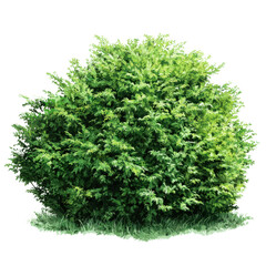 Obraz premium Lush Green Bush with Detailed Leaves and Grass on a Transparent Background shrub foliage, Isolated On White, Png Transparent, Cut Out