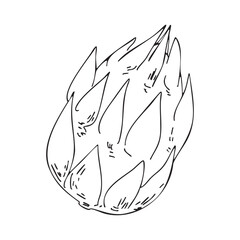 Cactus fruit, pitahaya. Vector. Doodle illustration. Outline drawing of the fruit. Design element for product packaging, cosmetics, menus, holidays
