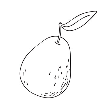 Doodle illustration of a pear with a twig and leaf, vector linear drawing. Line drawing of the fruit. Design element for product packaging, cosmetics, menus, holidays