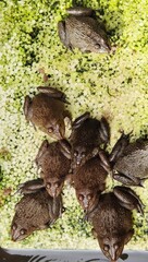 large group of frogs gather together in a frog pond