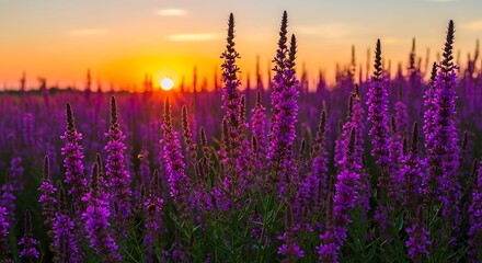 Naklejka premium Purple flowers field at sunset with orange sky.