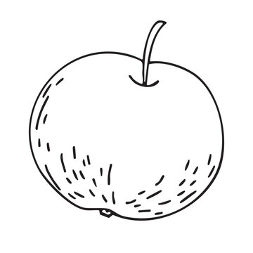 Doodle illustration of apple, vector. Line drawing of the fruit. Design element for product packaging, cosmetics, menus, holidays