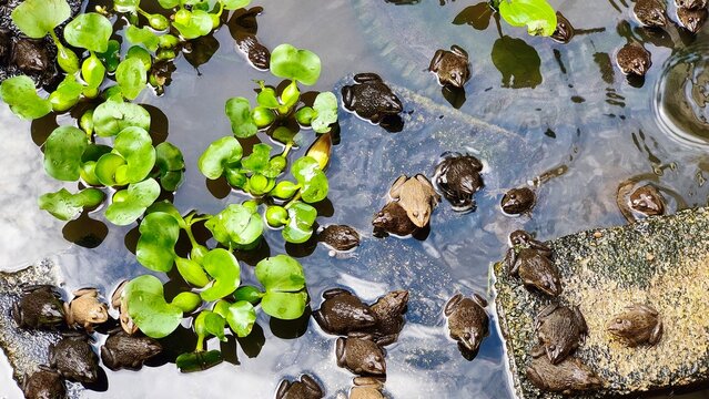 large group of frogs gather together in a frog pond