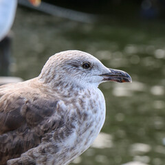 Close-Up Portrait of a Seagull by the Water