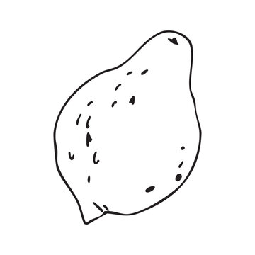 Doodle illustration. Outline drawing of lemon. Vector. Line drawing of the fruit. Design element for product packaging, cosmetics, menus, holidays