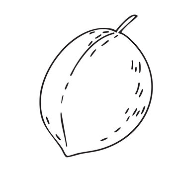 Doodle illustration. Outline drawing of nectarine, peach. Vector. Line drawing of the fruit. Design element for product packaging, cosmetics, menus, holidays