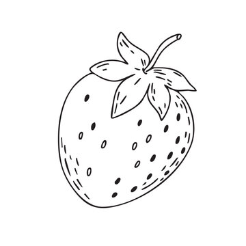 Vector doodle illustration of a strawberry. Line drawing of the fruit. Design element for product packaging, cosmetics, menus, holidays