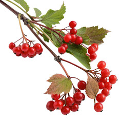 Viburnum opulus branch with red berries and green leaves isolated on transparent background, a beautiful autumn scene