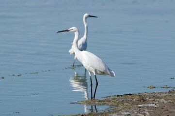 Two Little Egret. Egretta garzetta