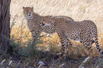 Two sub-adult Cheetah (Acinonyx jubatus) seeking shade on a hot day, Kgalagadi Transfrontier Park, Kalahari, South Africa