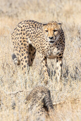 Cheetah (Acinonyx jubatus) mother watching her very young cub in arid savannah, Kgalagadi Transfrontier Park, Kalahari, South Africa