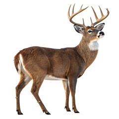 Fototapeta premium Majestic Deer Portrait: A stunning portrait of a deer with large antlers, showcasing its grace and strength. Capturing the essence of the animal kingdom.