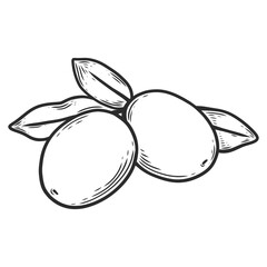Branch with olives and leaves in line art style. Perfect for engraving