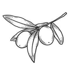 Branch with olives and leaves in line art style. Perfect for engraving