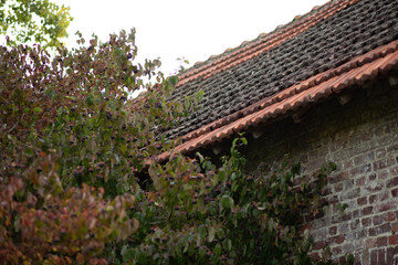 A close-up of a weathered brick wall of an abandoned house partly hidden by vegetation.