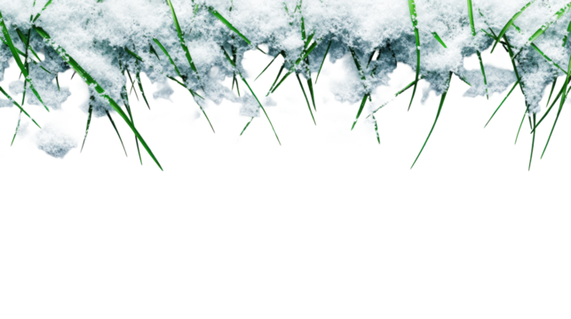 Snow-Covered Grass with Frost on Transparent Background