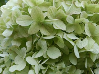 Close-up of panicle hydrangea bloom