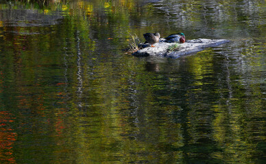 Enjoying the Sunshine on the Adroscoggins River