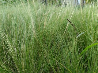feather grass moves in the wind