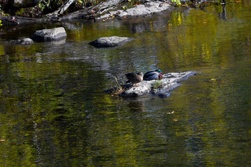 Androscoggins River Wildlife