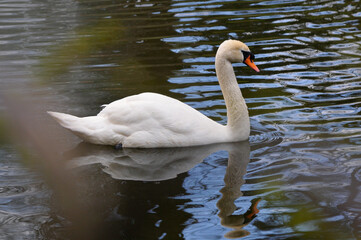 Fototapeta premium One white swan (cygnus olor) swim on the water of park pond.