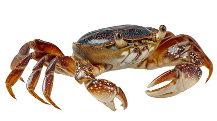 Side view of a brown shore crab walking with extended legs isolated on a Transparent background, PNG file.