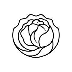 Outline drawing of a blooming cabbage head on transparent background