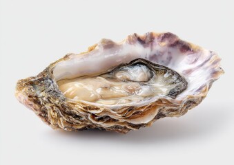 Fresh oyster, whole, in shell, isolated