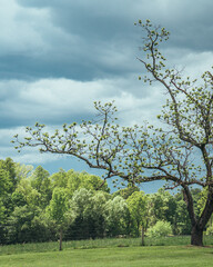 tree in the field with storm clouds