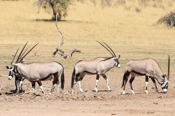 Small herd of Gemsbok or Gemsbuck (Oryx gazella) Kgalagadi Transfrontier Park, Kalahari, Northern Cape, South Africa